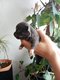 Chiots chihuahua poils longs
