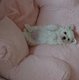 Bichons maltais nain