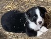 Chiot border collie