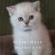 British Shorthair Blue Point