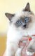 Magnifiques chatons birmans