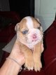 Bouledogue anglais