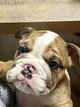 Bouledogue anglais