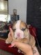 Bouledogue anglais
