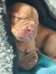 Chiot Dogue de Bordeaux