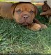 Chiot Dogue de Bordeaux