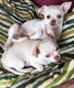 Chiots chihuahuas 2 femelles & 1mâle