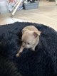 Chiots chihuahuas 3 femelles & 2 mâles