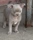 Chiots chihuahuas 3 femelles & 2 mâles
