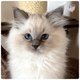 Ragdoll chatons