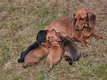 3chiots teckels nain poils ras Pedigrée St...