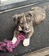 American Bully/ American Stafford