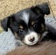 Bergers australiens toy