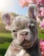 Superbe chiot male  Isabella 3 mois