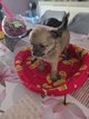 Chiot chihuahua