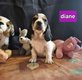 Bb basset hound