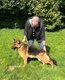 Jeune chienne 19 mois avec pédigrée saint-hubert
