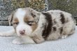 Chiots Berger Australien