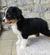 Chiots Berger Australien