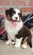 Chiots Berger Australien, les 2 derniers