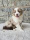 Chiots Berger Australien