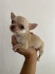 Chihuahua miniature