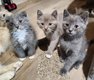 Petits trésors