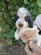 Chiot de race Cocker Anglais mâle à vendre