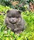 Superbes petits spitzs