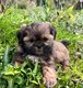 Superbes shih-tzu