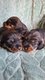 Chiots Teckels standard sanglier