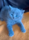 Magnifiques chatons British shorthairs bleus-gris