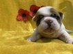 Chiot bouledogue francais