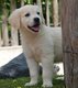 Chiots Golden retriever (parents présents)