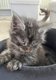 Portée de 5 chatons