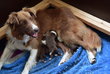Chiots border collie