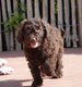 Chiots Labradoodle moyenne (parents présents)