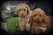 Chiots Caniche abricot