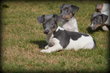 Chiots Jack Russell bleu lilac
