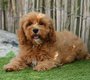 Chiots Cavapoo