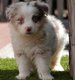 Chiots Berger australian (parents présents)