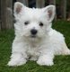 Chiots West highland white terriër (westie,...