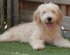 Chiots Goldendoodle moyenne (parents présents)