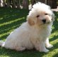 Chiots Maltipoo (+/-5 kg)