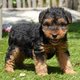 Chiots Welsh terriër (parents présents)
