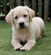 Chiots Labrador blond (Adorables)