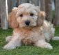 Chiots cockapoo (abricote)