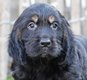 Chiots Golden cocker retriever