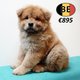 Chow Chow - Splendides