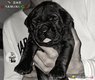 Magnifique portée cane corso Pedigrée...